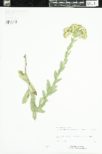 Solidago rigida subsp. humilis image