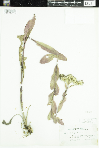 Solidago rigida image