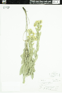 Solidago rigida image