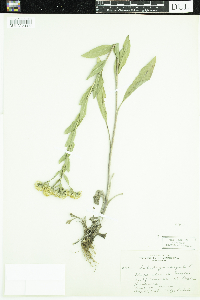 Solidago rigida image