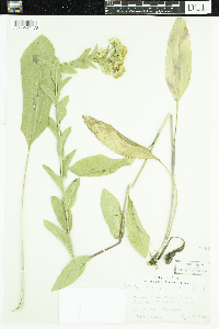 Solidago rigida image