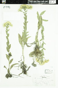 Solidago rigida image