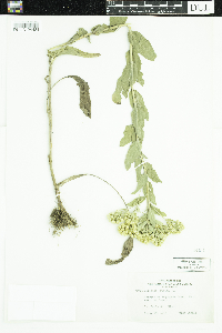 Solidago rigida image