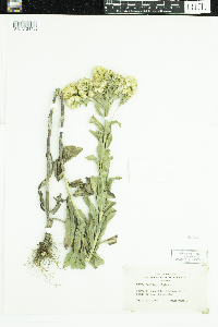 Solidago rigida image