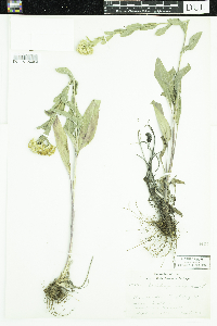 Solidago rigida image