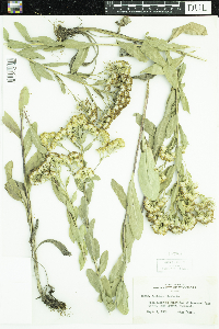 Solidago rigida image