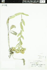 Solidago rigida image