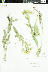 Solidago rigida image