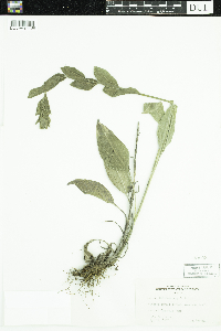 Solidago rigida image