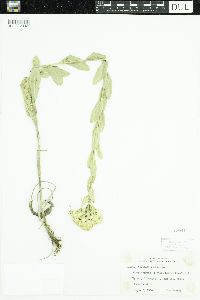 Solidago rigida image