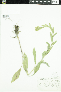 Solidago rigida image