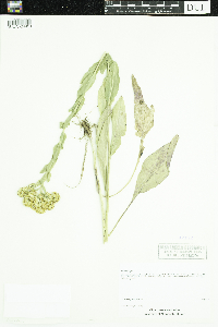Solidago rigida image