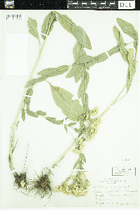 Solidago rigida image