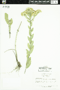 Solidago rigida image