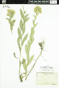Solidago rigida image