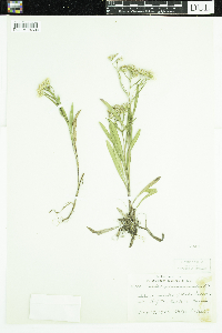 Media resource of Solidago ptarmicoides
