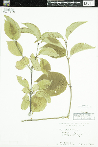 Viburnum lentago image