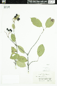 Viburnum lentago image