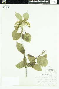 Viburnum lentago image