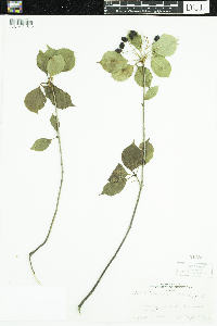Viburnum lentago image