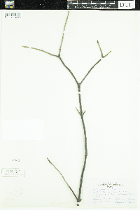 Viburnum lentago image