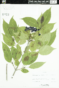 Viburnum lentago image