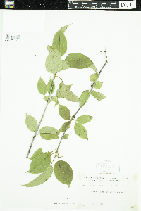Viburnum lentago image