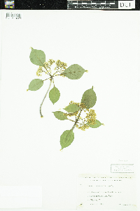 Viburnum lentago image