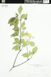 Viburnum lentago image
