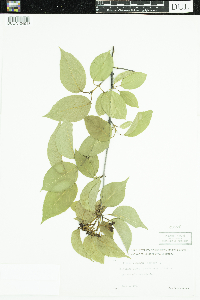 Viburnum lentago image