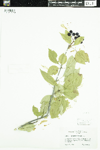 Viburnum lentago image