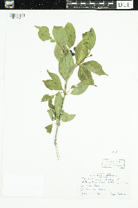 Viburnum lentago image