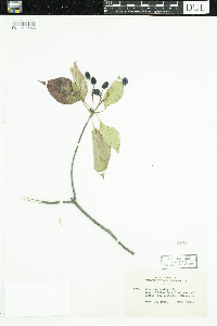 Viburnum lentago image