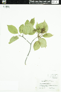 Viburnum lentago image