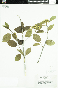 Viburnum lentago image