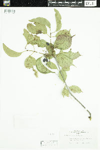 Viburnum lentago image