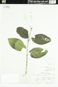 Viburnum lentago image
