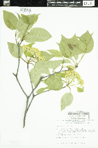 Viburnum lentago image