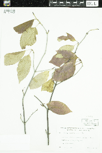 Viburnum lentago image