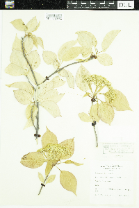 Viburnum lentago image