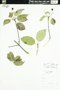 Viburnum lentago image