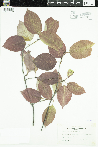 Viburnum lentago image