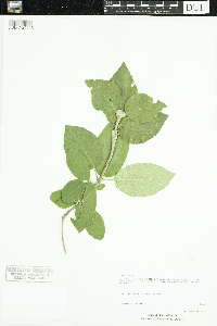 Viburnum lantana image