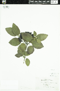 Viburnum lantana image