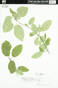 Viburnum lantana image