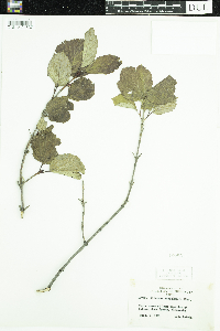 Viburnum edule image