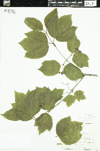 Viburnum edule image