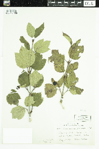 Viburnum edule image