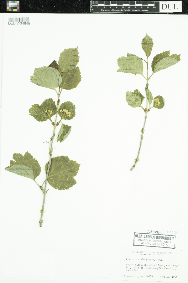 Viburnum edule image