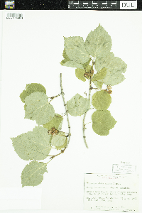 Viburnum edule image
